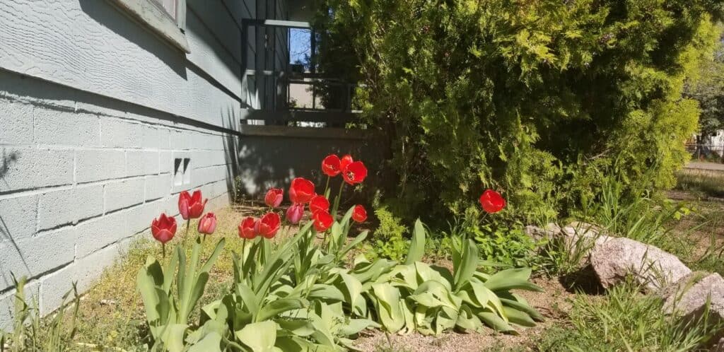 Outside of church with red flowers